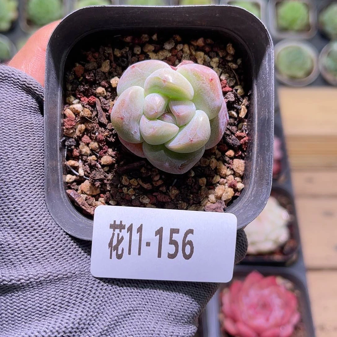 花11-156糖心冰玉