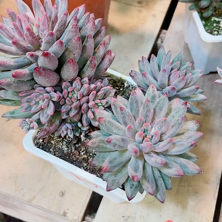 流沙虞美人一物一拍76号