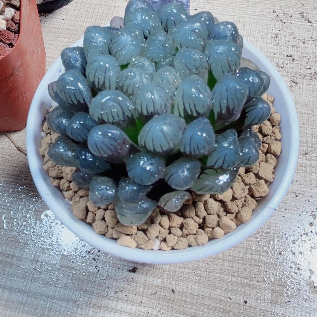 小叶冰灯多肉植物6666