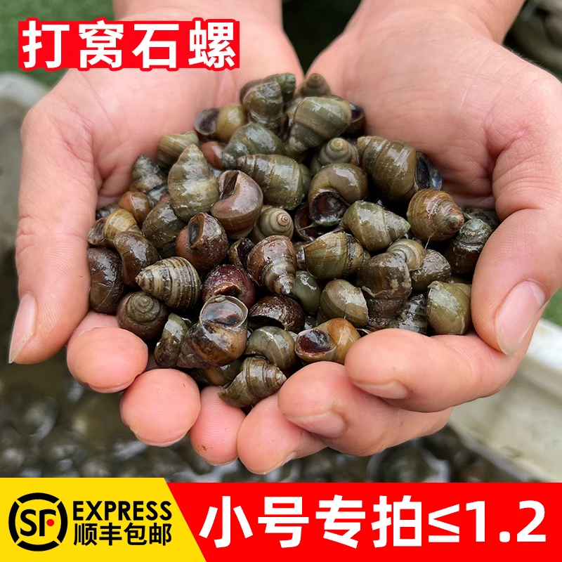 钓青鱼打窝小石螺5斤钓鱼螺小号螺丝黑坑水库野钓大青窝饵鱼饵料