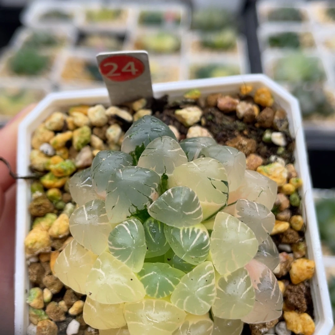 24 冰灯玉露锦1111111