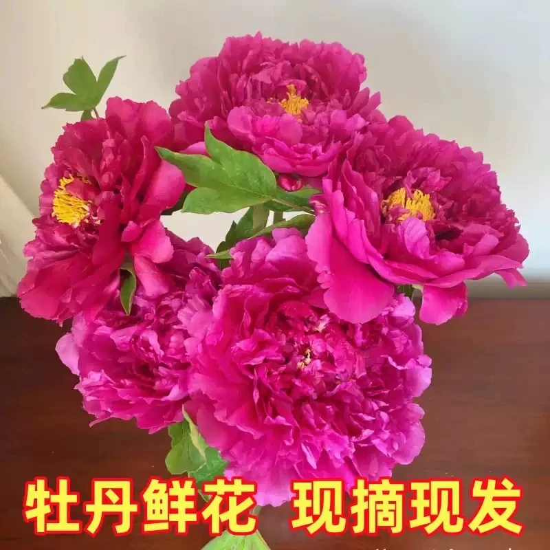 现货牡丹鲜花重瓣优质水养芍药鲜切花山东基地直发办公室插花礼物
