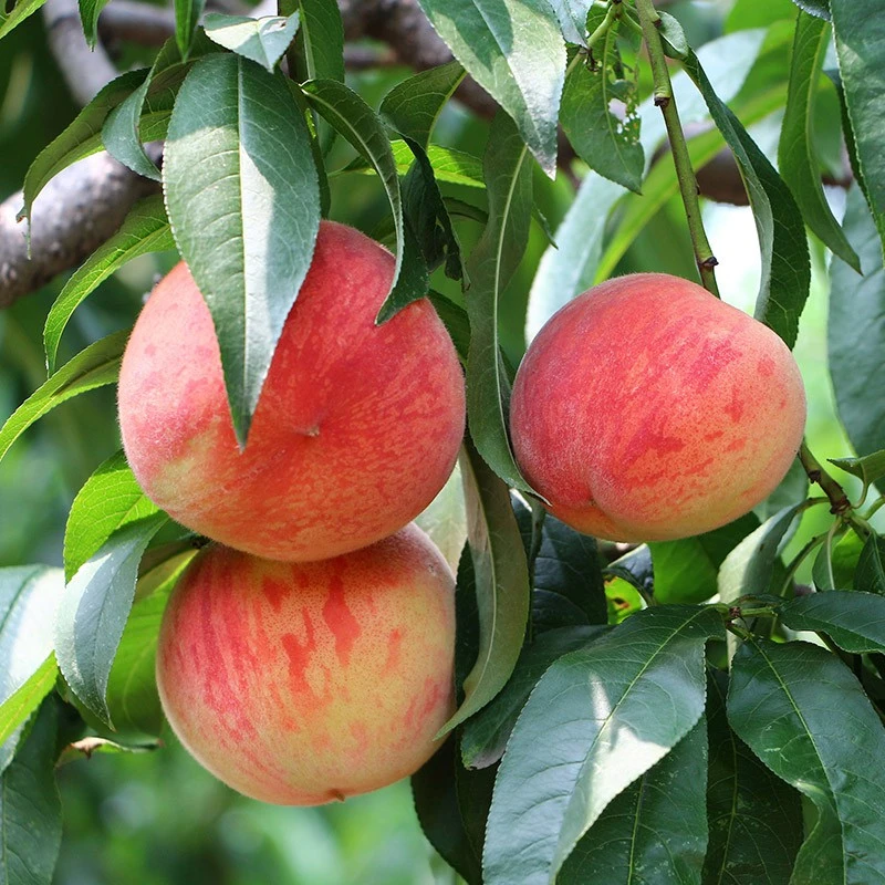 【官州白凤】-福建古田水蜜桃脆爽硬甜大桃多汁现摘果园直发礼盒装