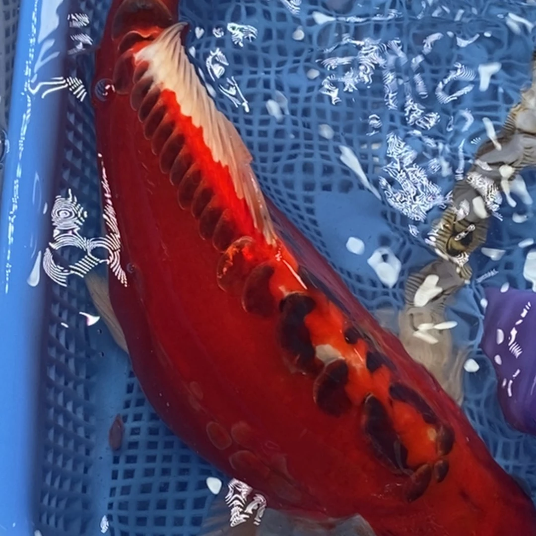 锦鲤冷水锦鲤包邮