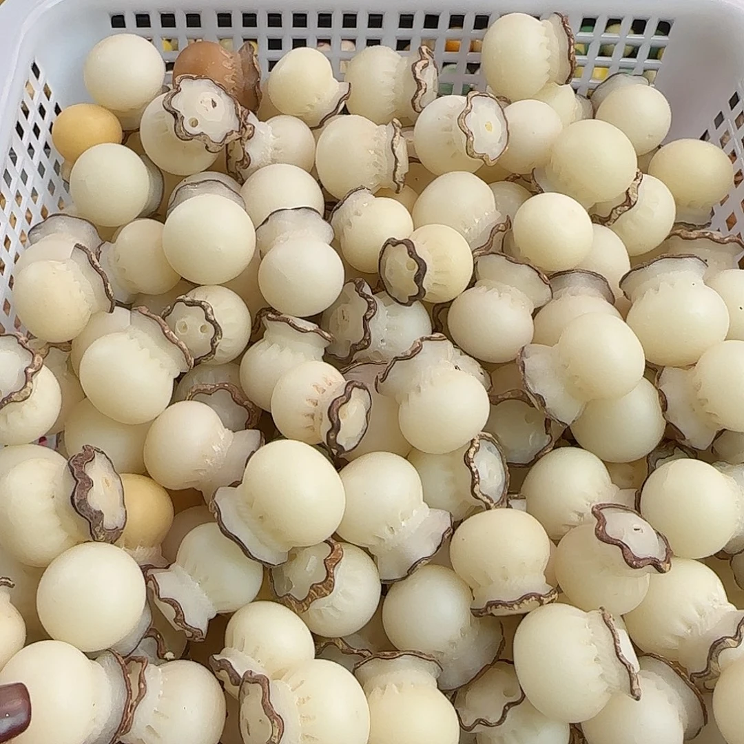 手串菩提根/象牙果瑕疵卡20大钱袋10颗