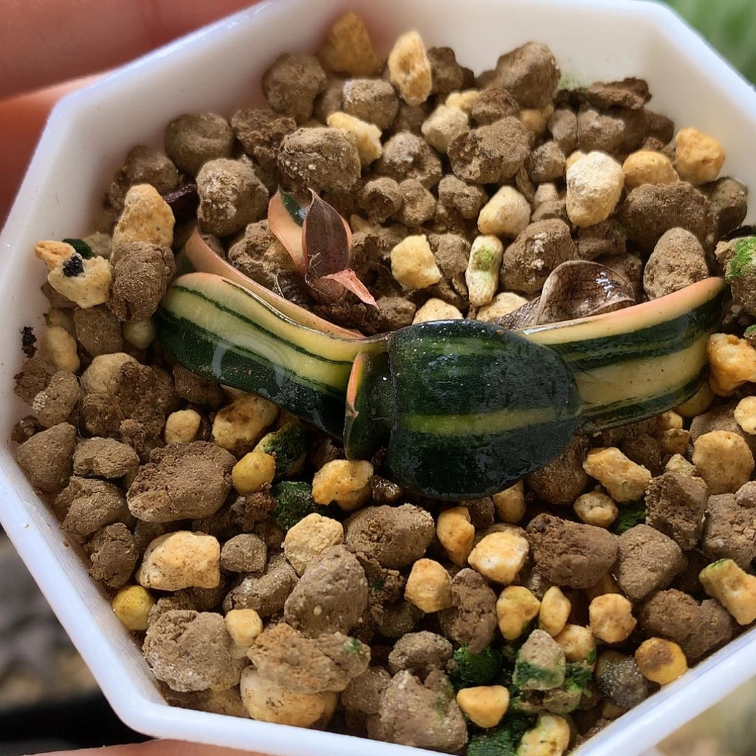 卧牛锦带盆土发货llo