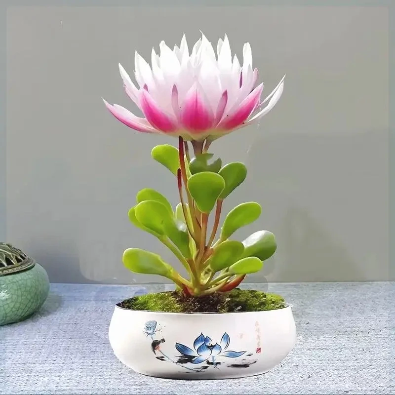 耐寒驱蚊莲花室内桌面水培花卉家庭客厅莲花盆栽水培