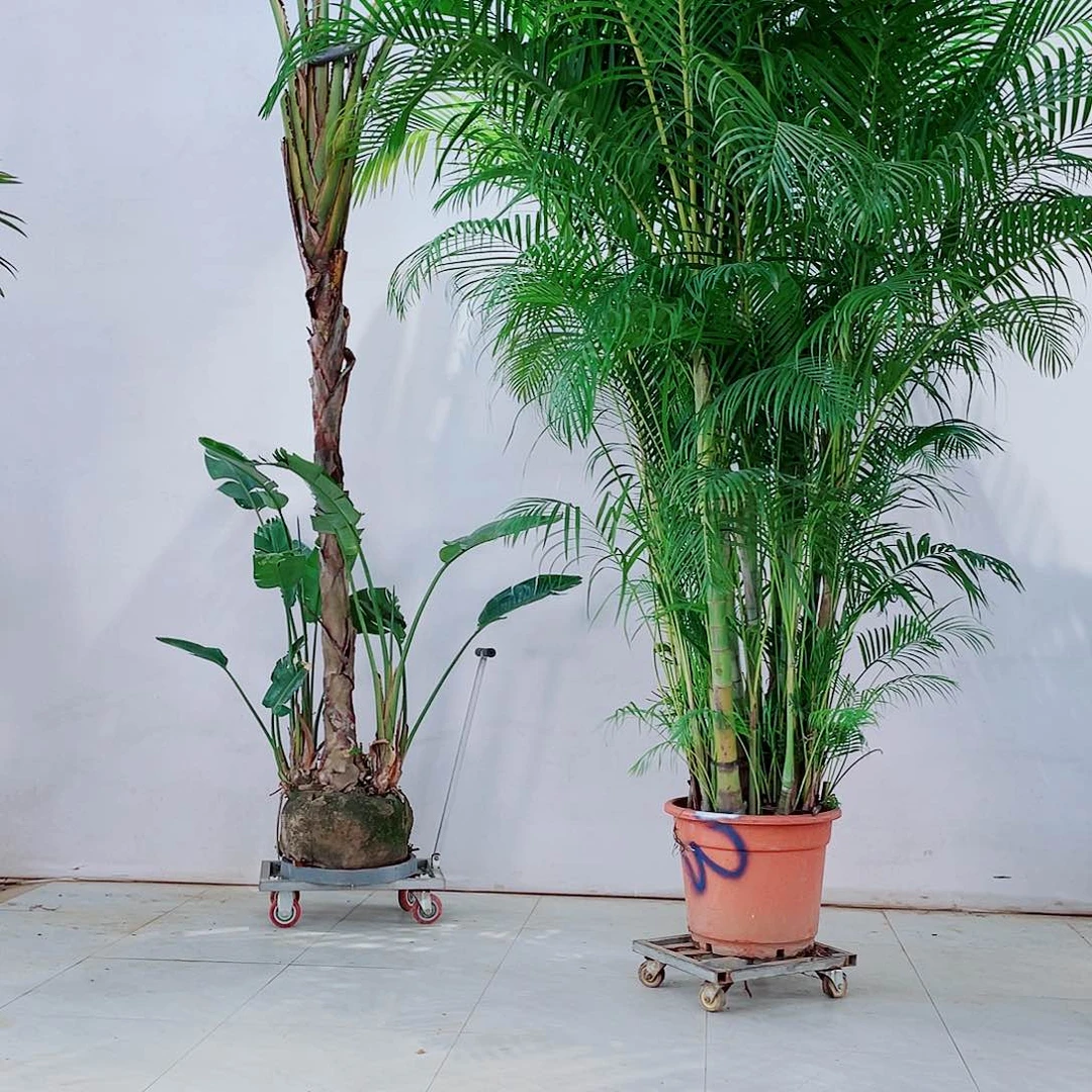 無**音1347890099哦哦哦哦哦哦哦哦哦哦哦