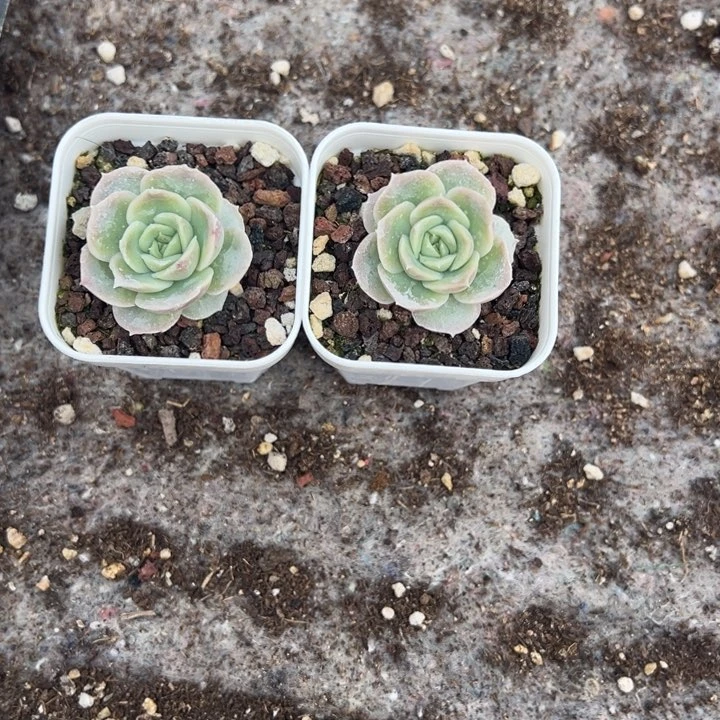 植迷一物一拍专拍的