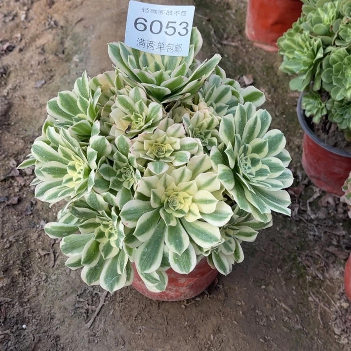 6053迈巴赫的人多肉的