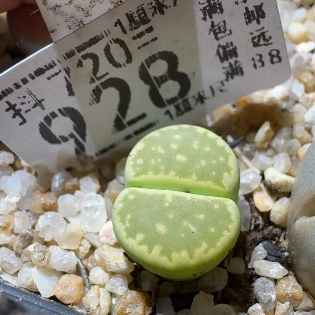 Sss精品花清货了928