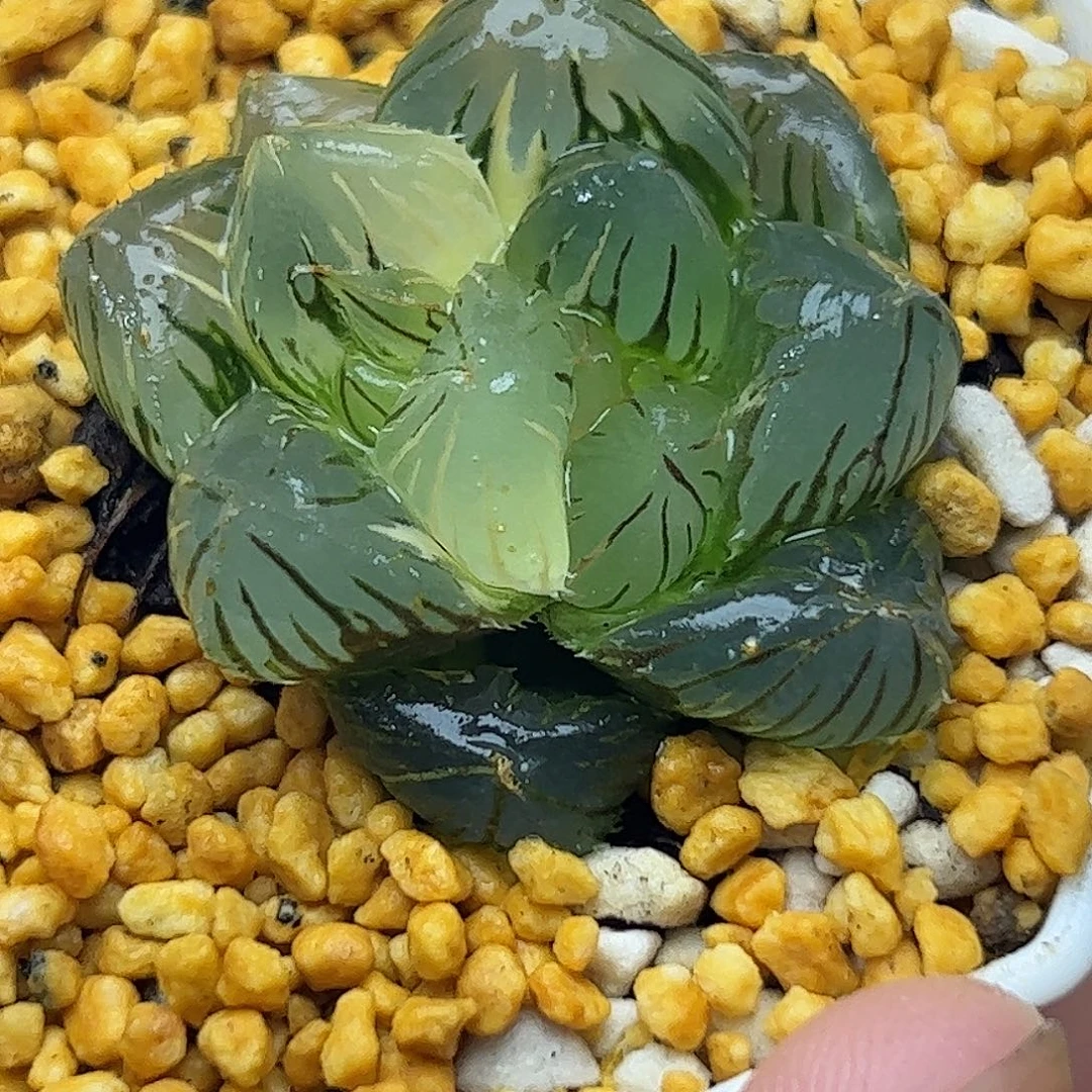 水中月巨大化锦十二卷多肉