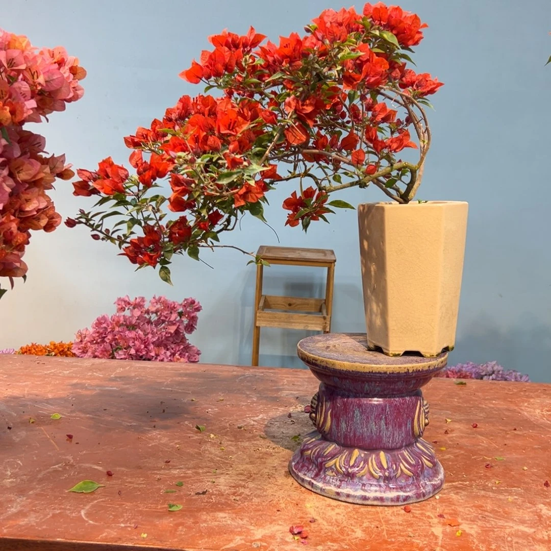 用***5完全开放三角梅一物一拍热红桑巴