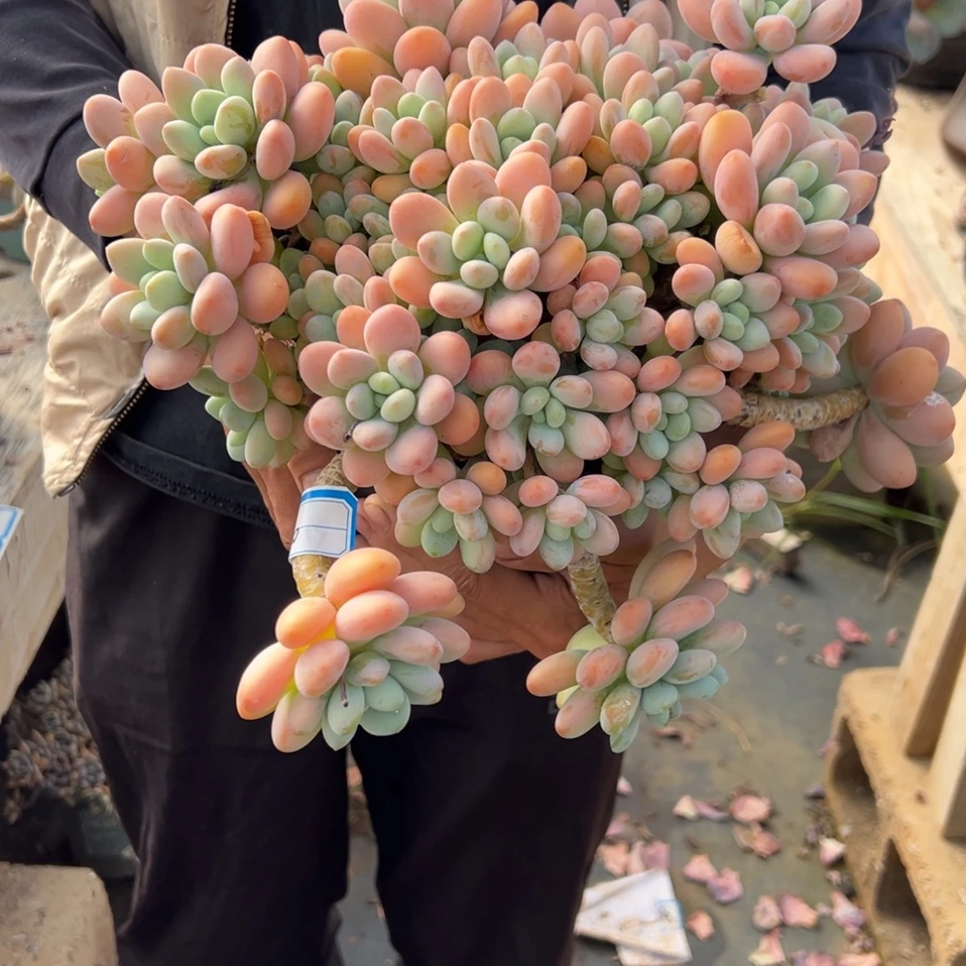 香水洛神多肉80号多肉