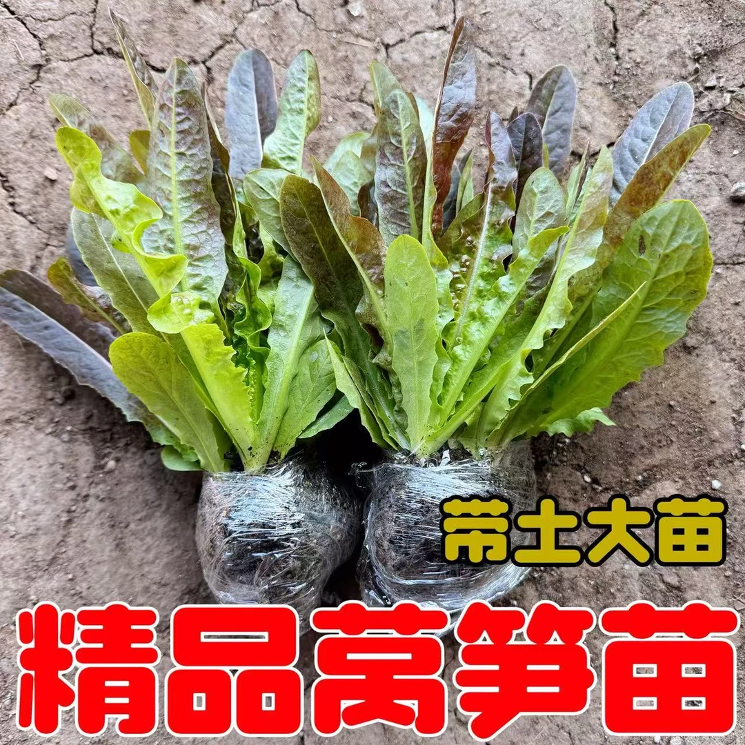 莴笋苗红色莴苣四季菜苗秋季冬季春季蔬菜青笋子秧苗耐寒抗冻过冬