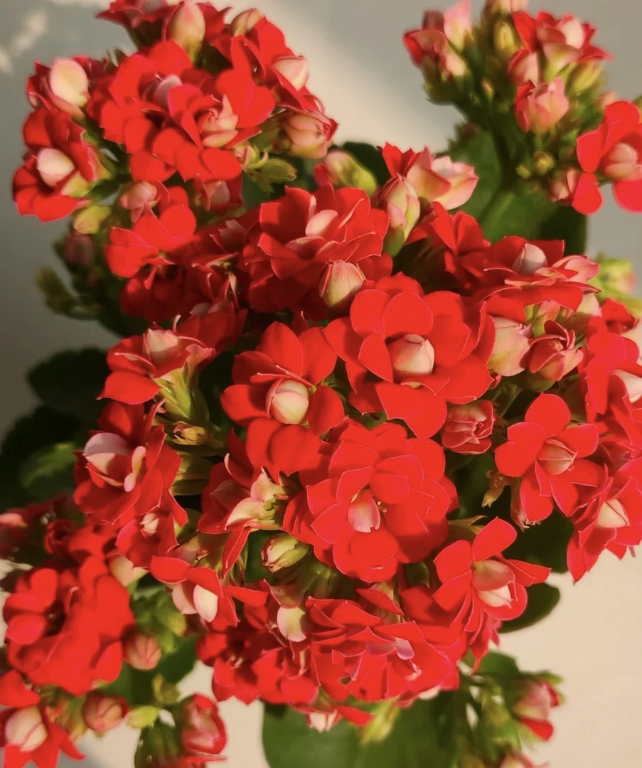 长寿花（车厘子）110大红色精美盆栽