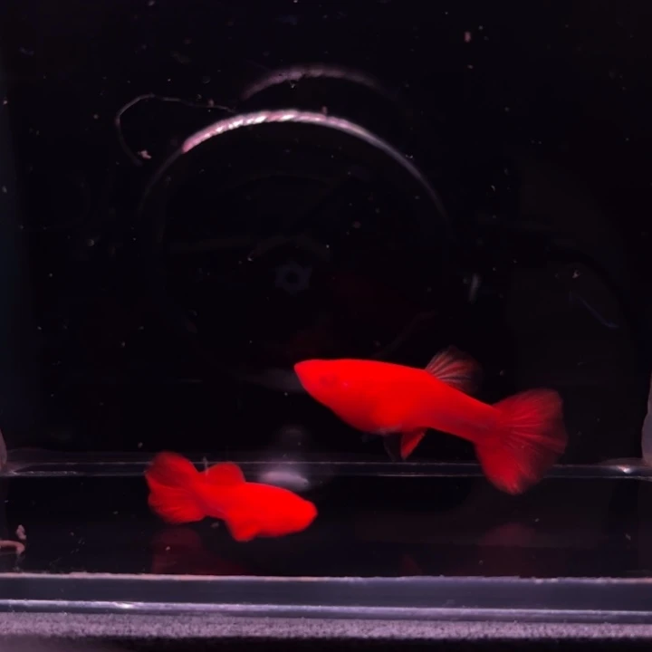 孔雀鱼火麒麟90-95红1对