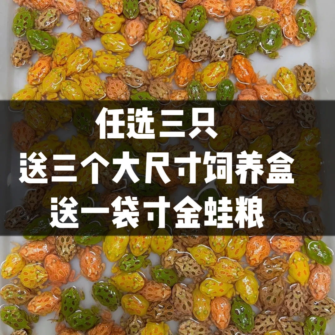 【惊喜链接3只角蛙+3个饲养盒+1袋共60g寸金蛙粮】活体不支持无理由