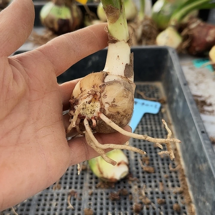 雪沫龙吟朱顶红一棵4.3