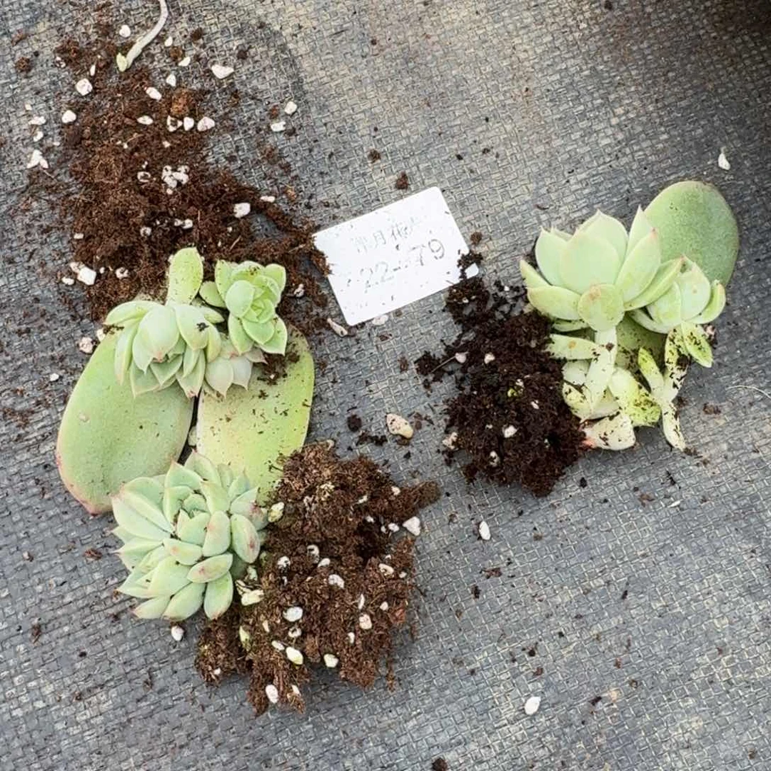 多肉杂交一物一拍22-79