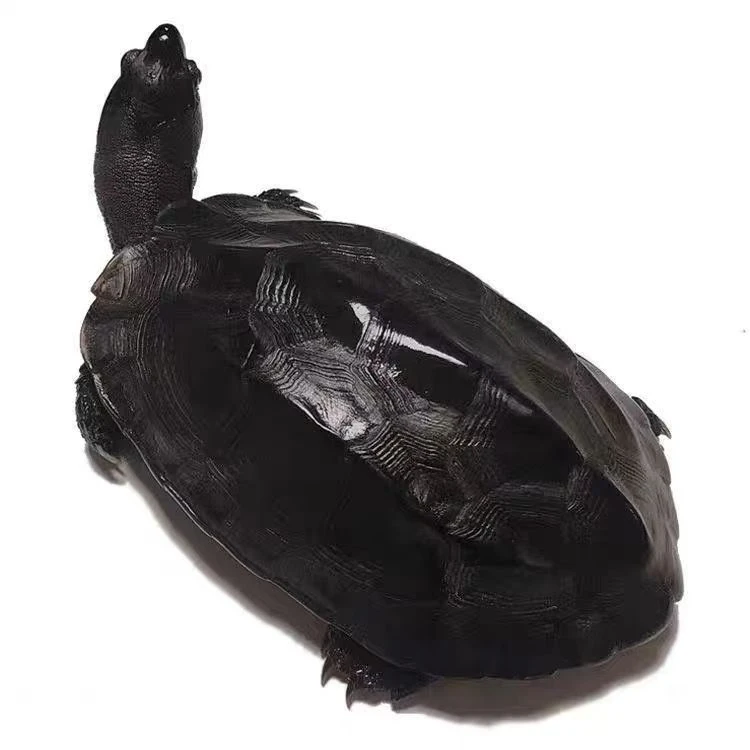 直播间选龟链接一物一拍乱下单默认发龟粮人工养殖外塘冷水种龟