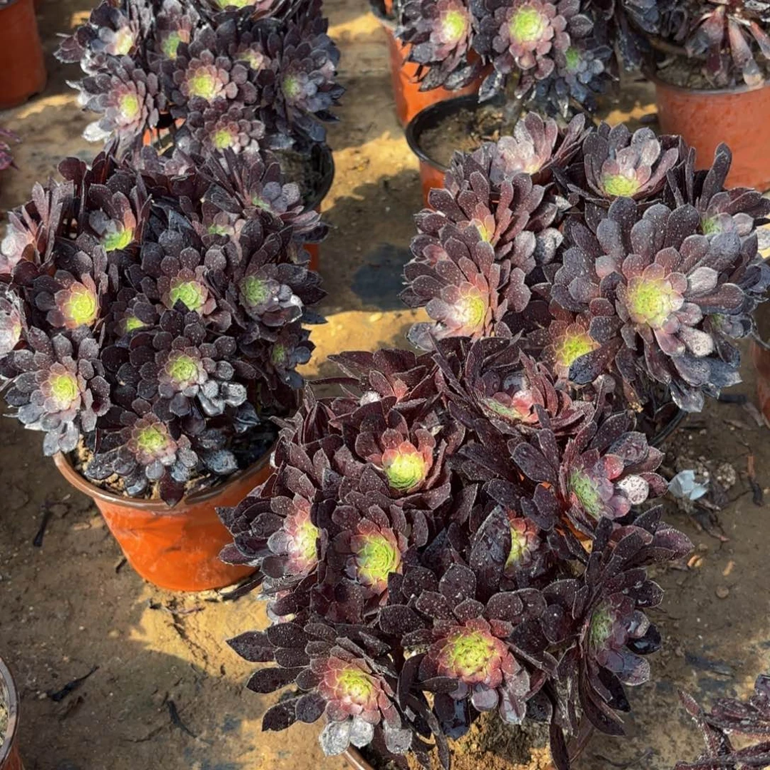 黑铜壶绣球9.9多肉植物