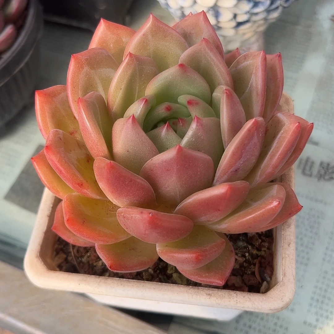 粉香槟一物一拍多肉