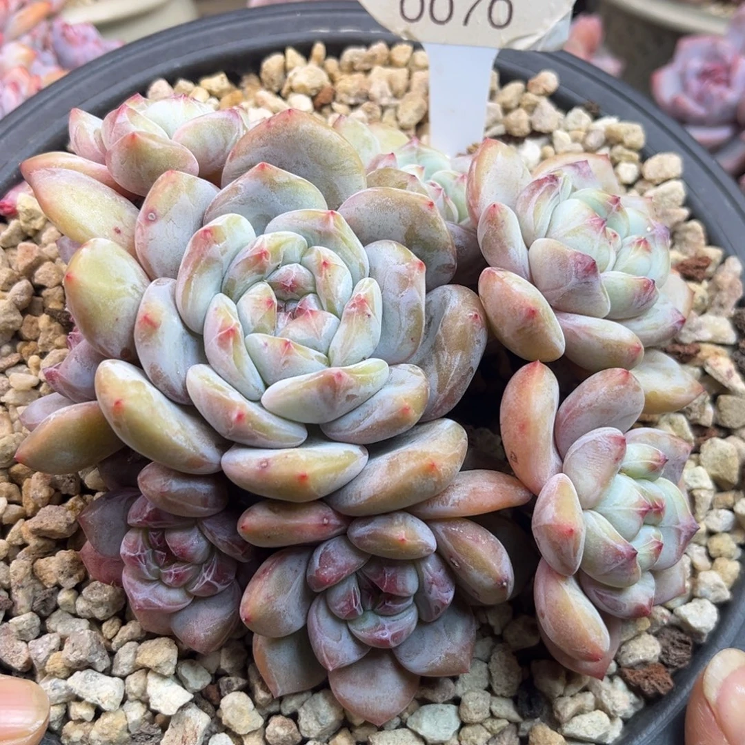 绿底紫心070/13cm8头