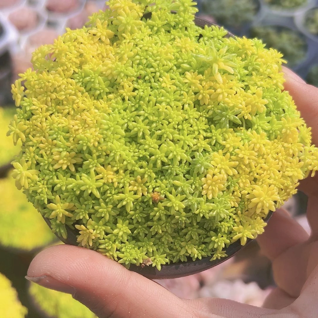 黄金草19包邮多肉