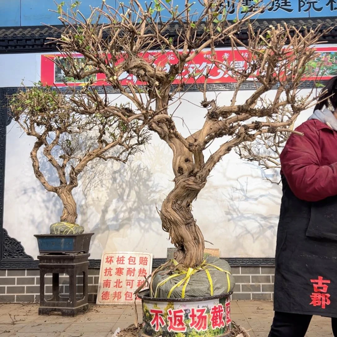 ****宥无花朵金银花888888888888888888888888888888888888888