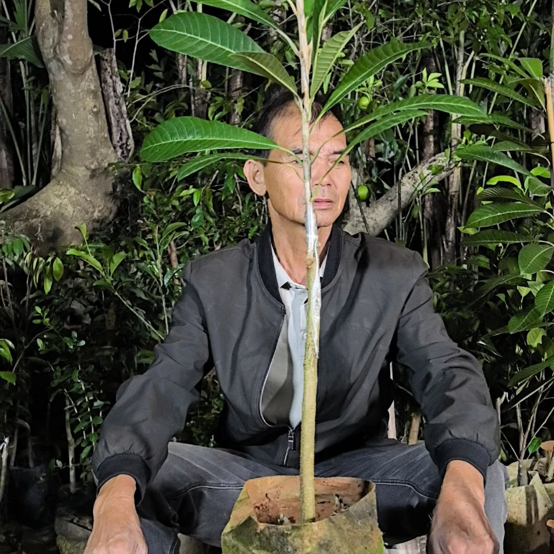 完全开放马加纳妈咪果苗到手一棵