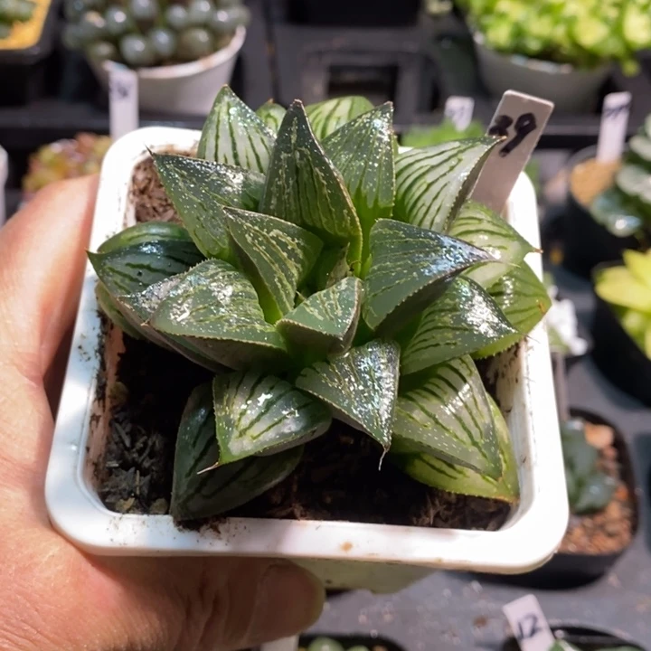 寿玉露多肉一物一拍