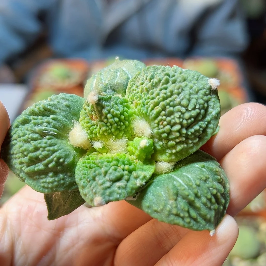 晚2号满尤怒涛无根小老皮6.4公分