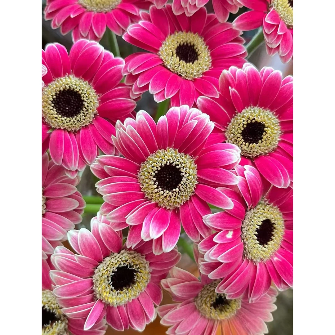 方德小头吉吉非洲菊10支     批发花店摆地摊直发一件包邮