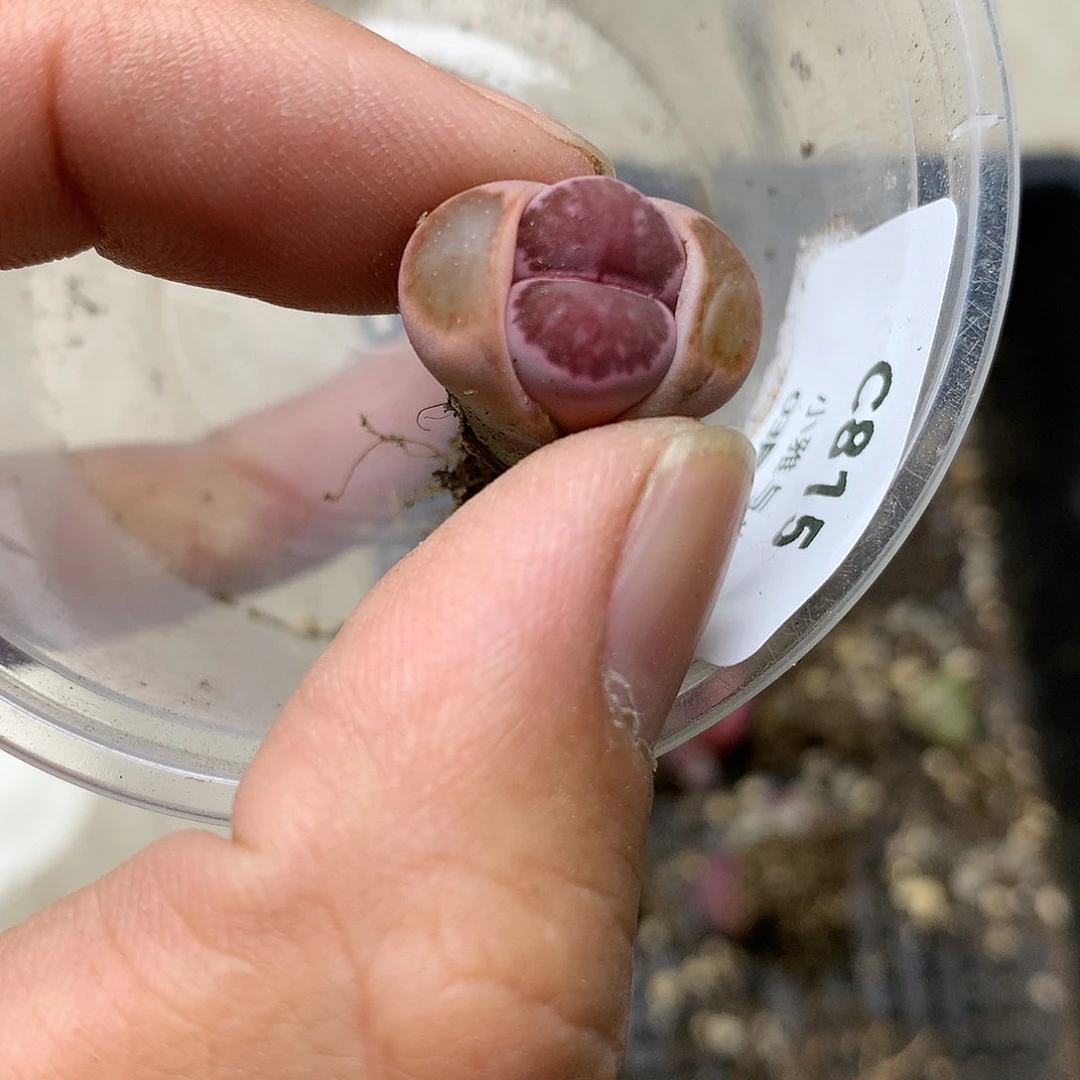 C815多肉植物保护