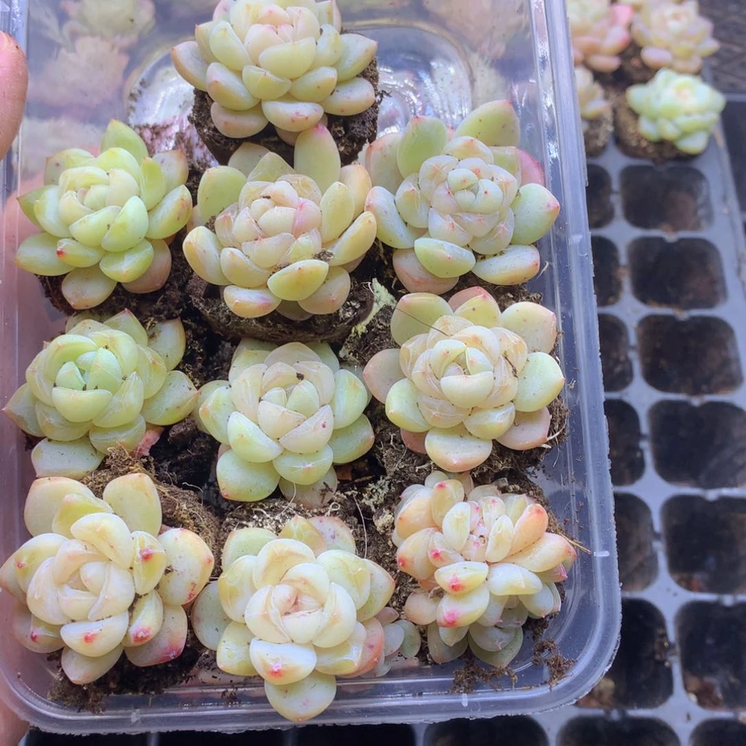 反反复复还是很开心的103