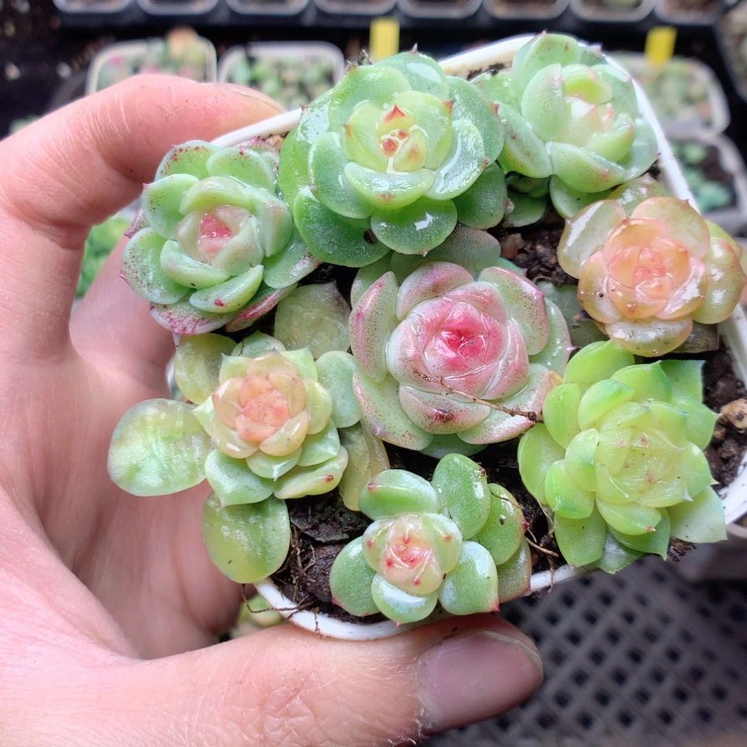 无花朵Q52yyyyyyyyy