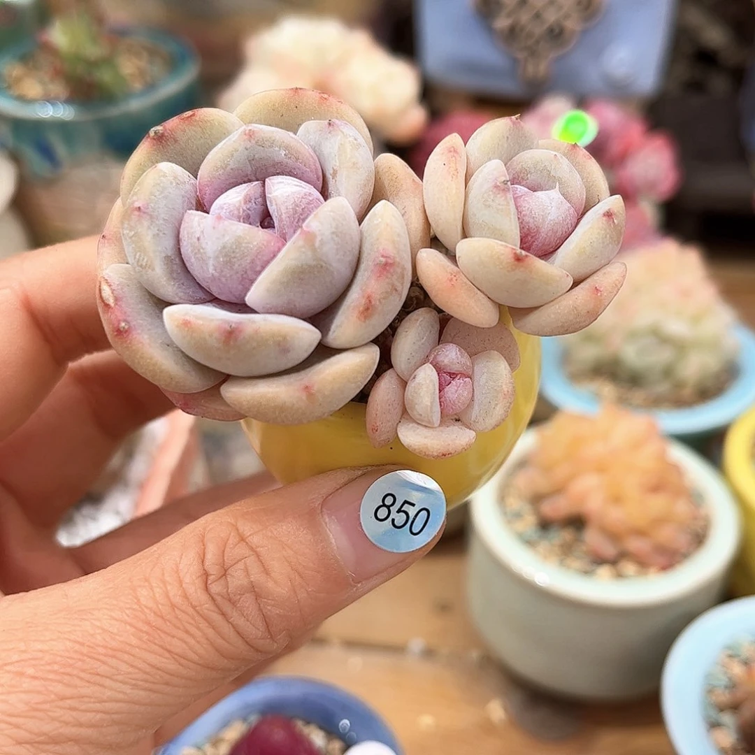 850 多肉含盆土30元包邮除偏远