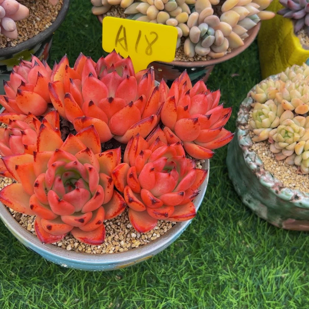 喜***狼五头小老桩多肉植物