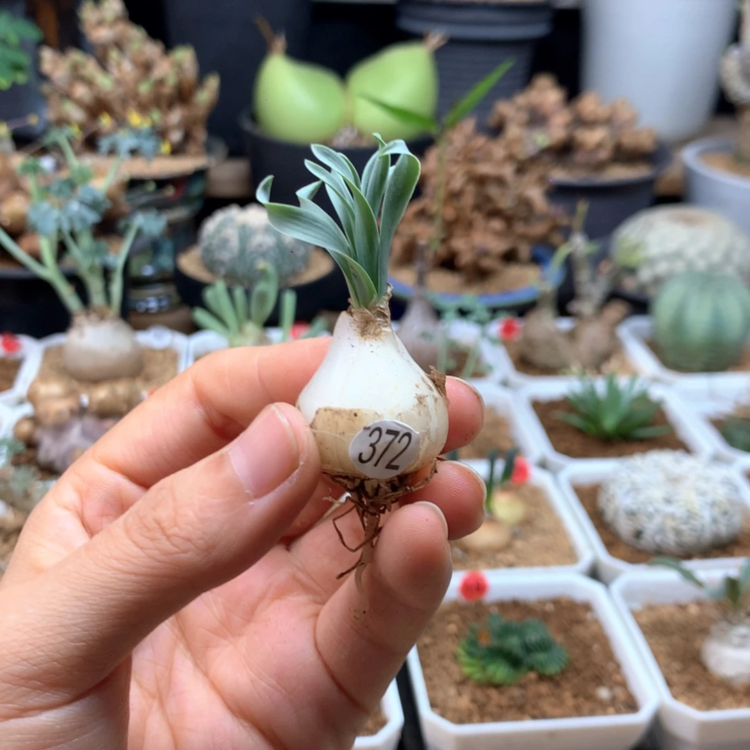 T***T宽叶弹簧草脱土372