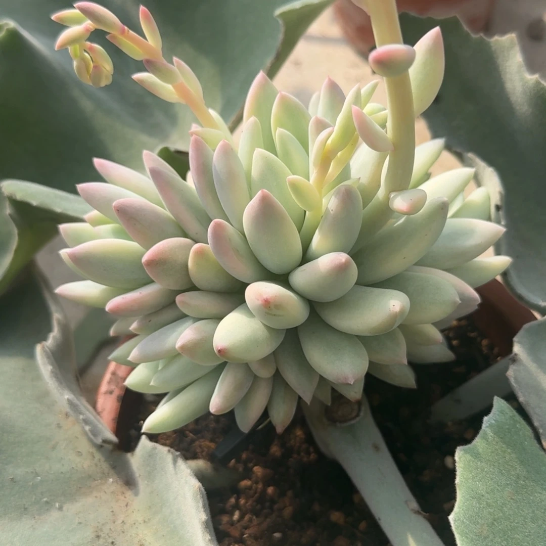 ?*一刻所罗门巨人锦腹拼劲