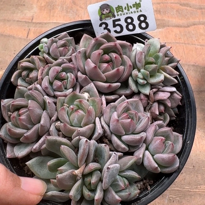 无花朵多肉植物多肉植物