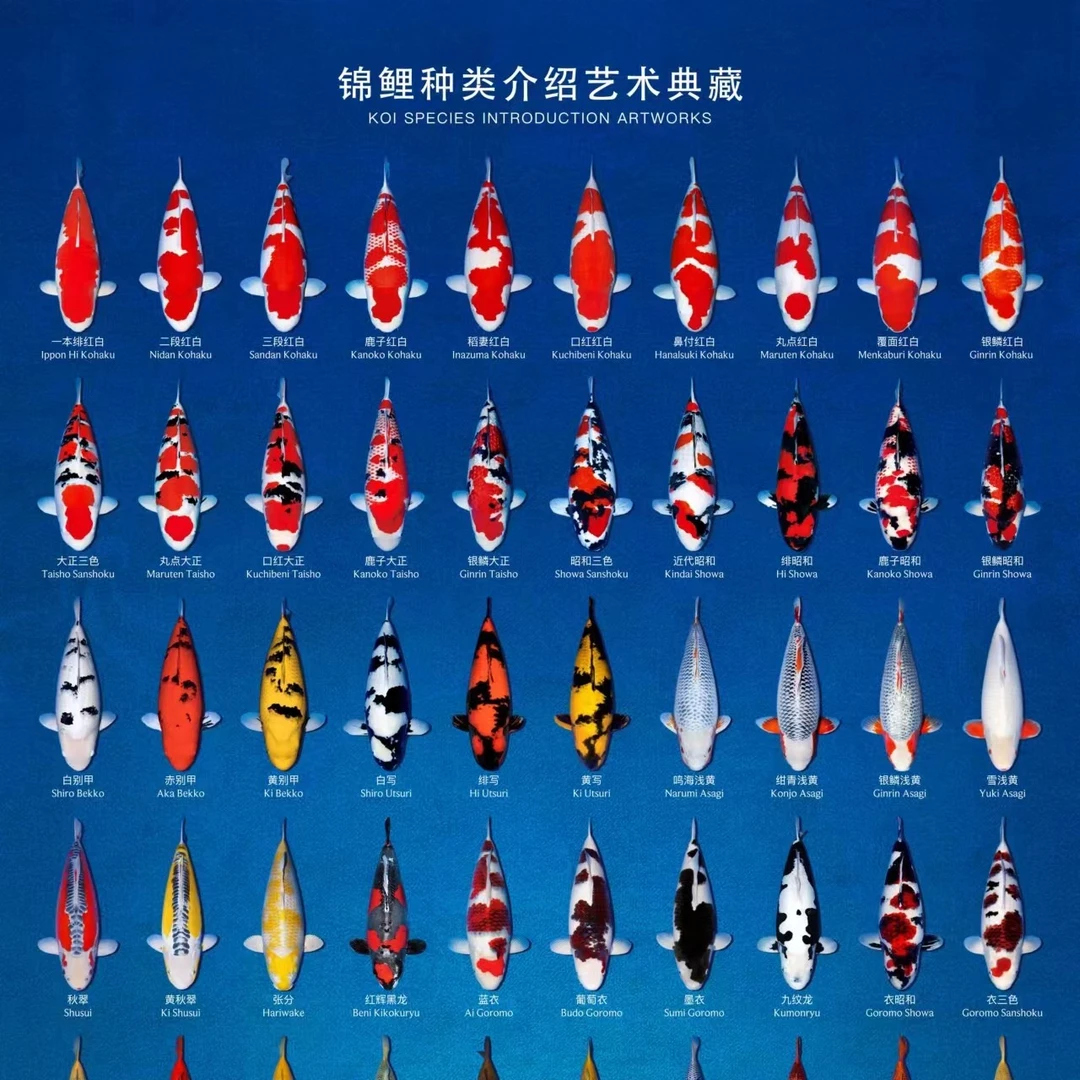 锦鲤品种 鉴赏海报 锦鲤图谱鉴赏 海报图海报 【鲤佰万】