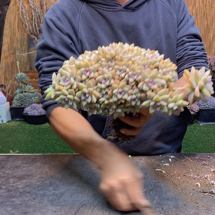 随***风296 号淡雪多肉植物