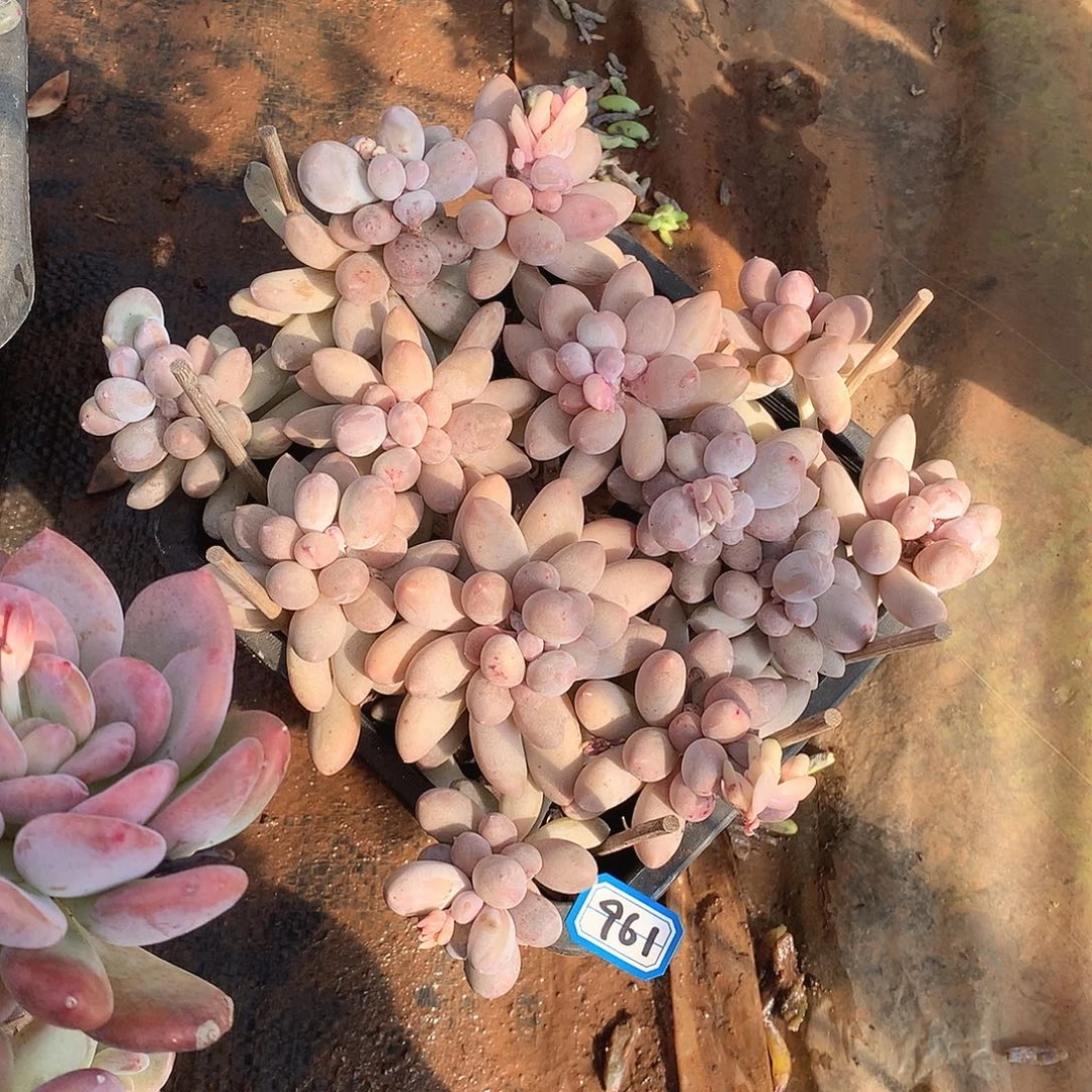 961汤圆 一物一拍多肉