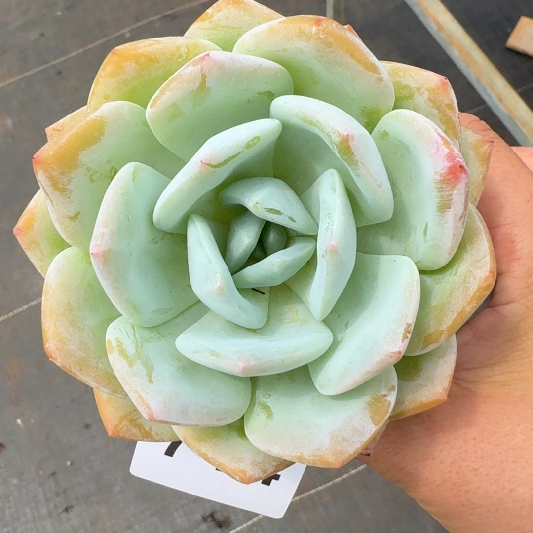凤橙10公分            精美多肉植物