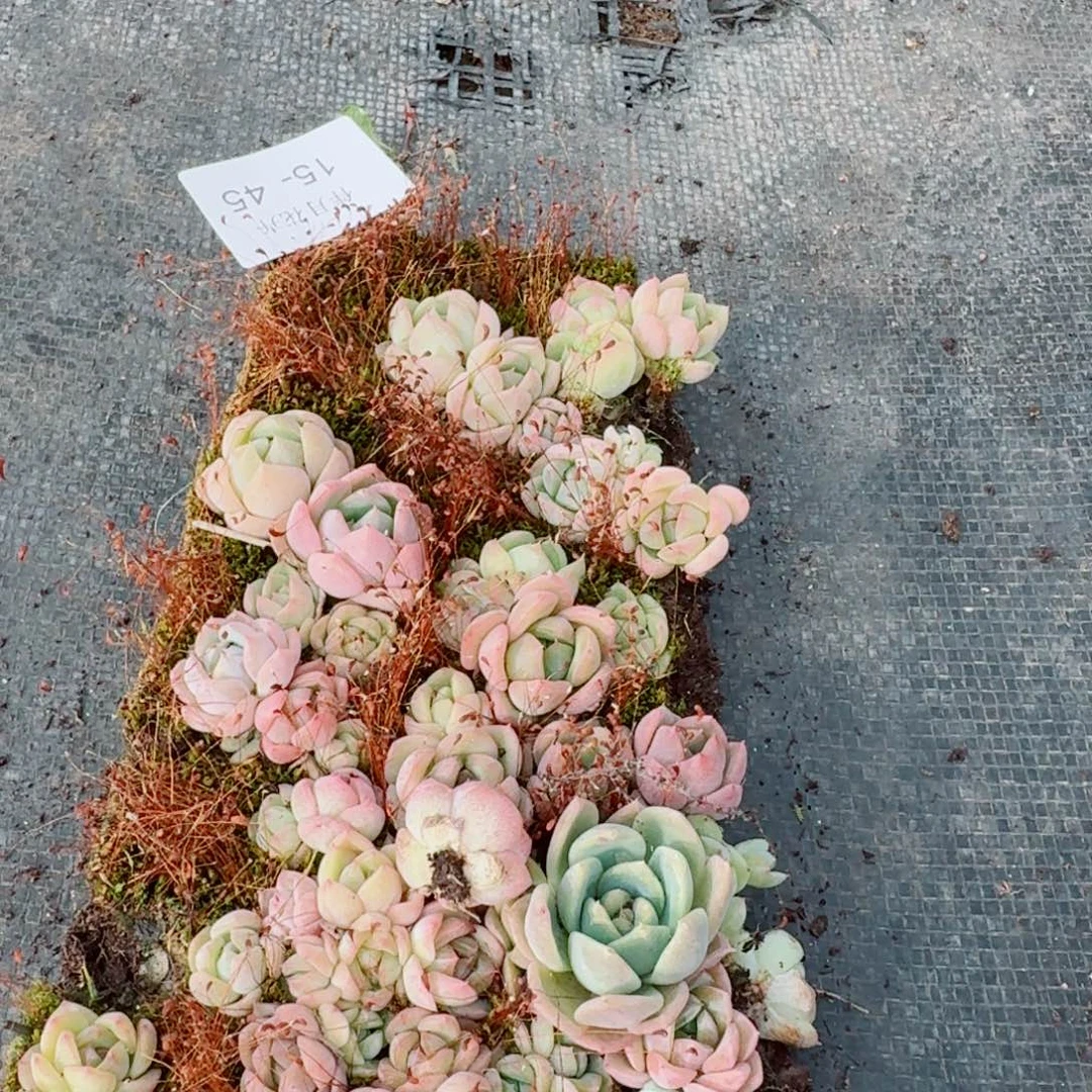 15-45宽叶美尼珍妮切糕一份量拍