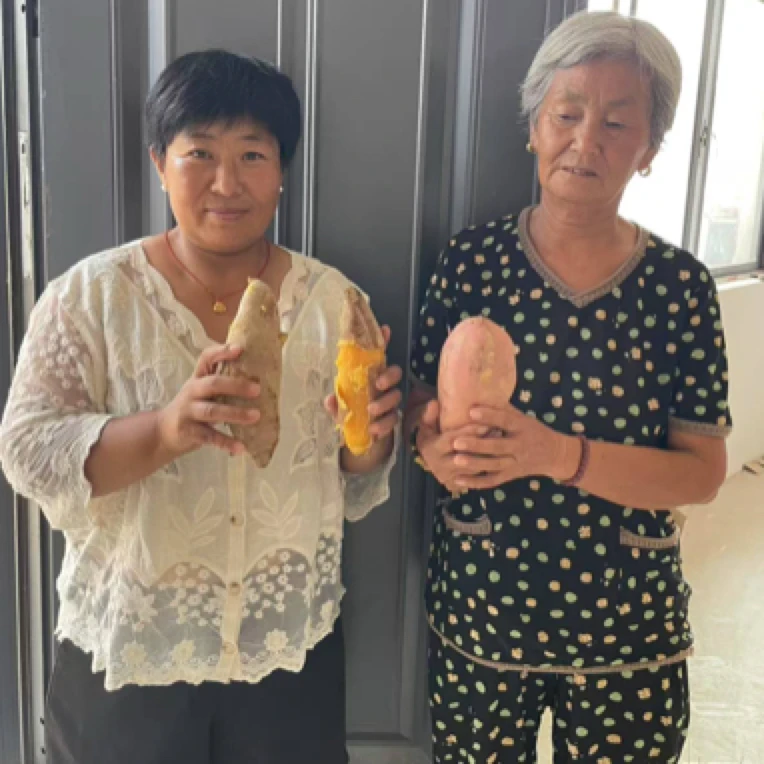 农家自种板栗红薯软糯香甜可蒸煮可代餐