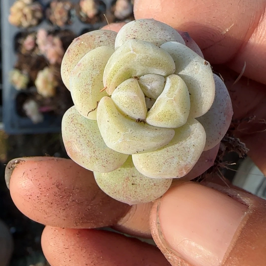 多肉小卡拉米糖心一物一拍