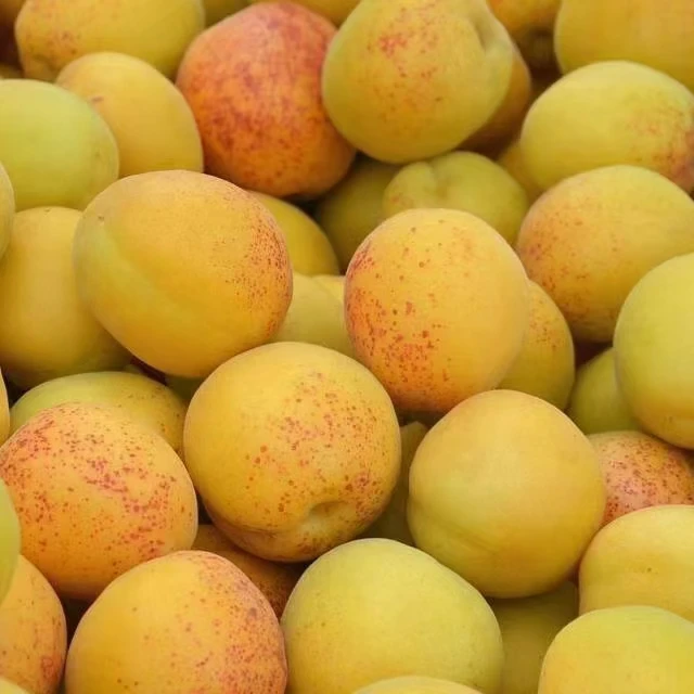 生态香蜜杏|公平贸易| 基地直发包邮 * Ecological Honey Apricot